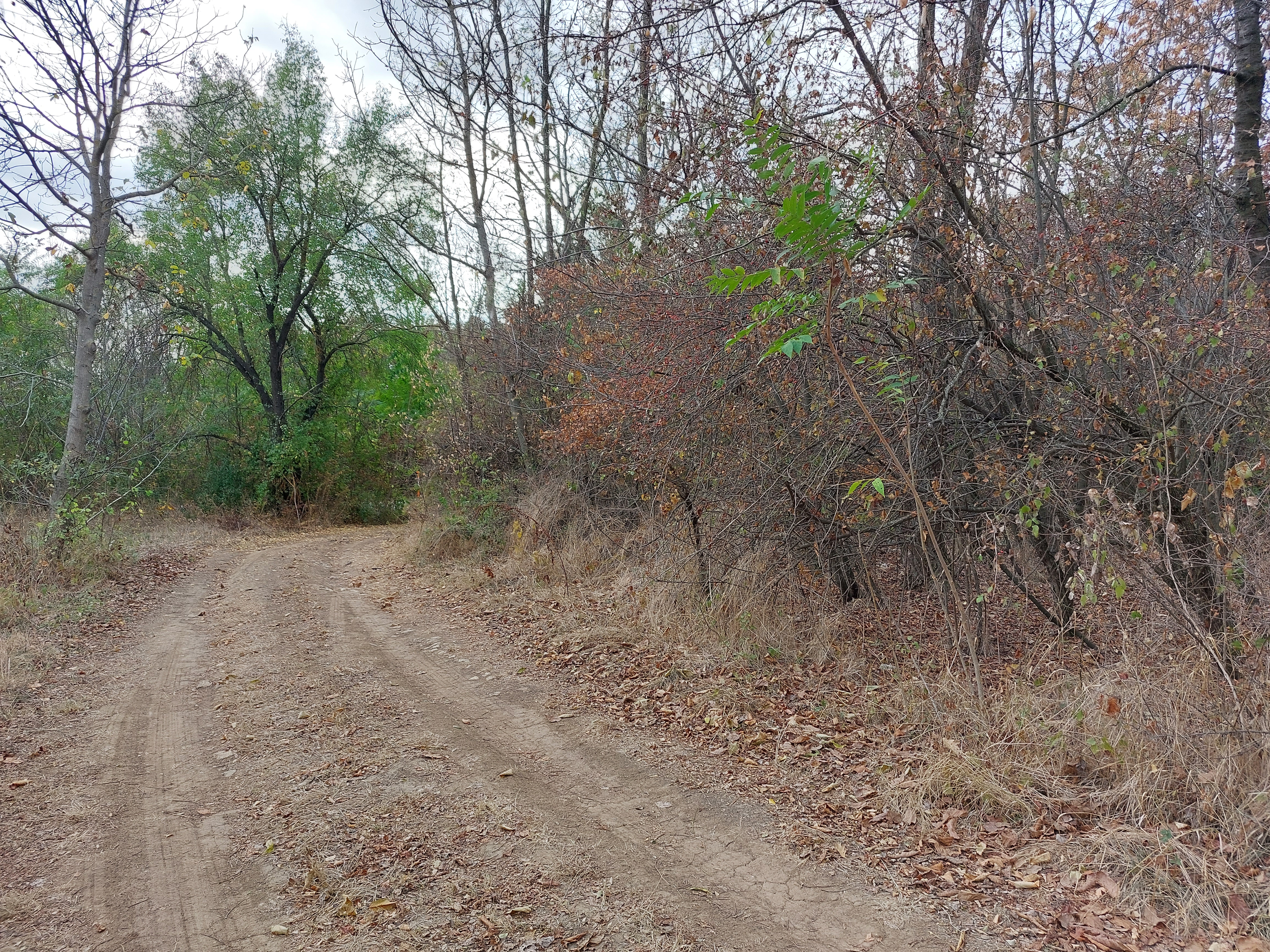 румен жерев