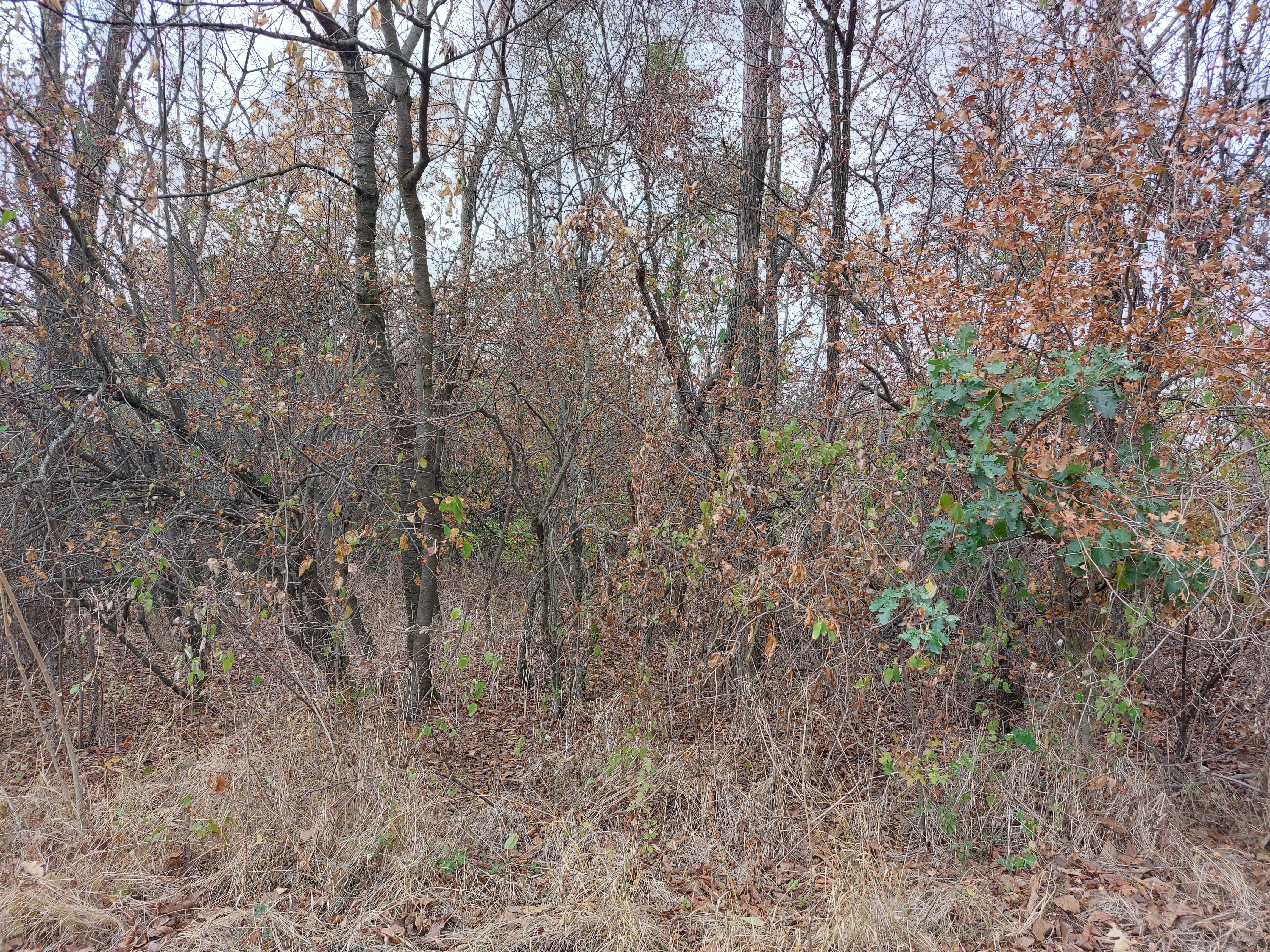 румен жерев