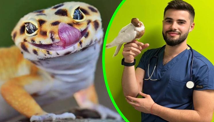 др Йоан Славчев - ЕКЗОТИЧНИ ЛЮБИМЦИ: Леопардовият гекон е непретенциозен и кротък