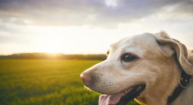 куче щастливо