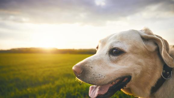 6 изненадващи знака, че кучето ви е щастливо