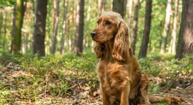 Кокер шпаньол