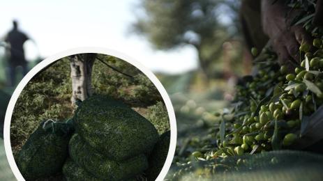 маслини гърция