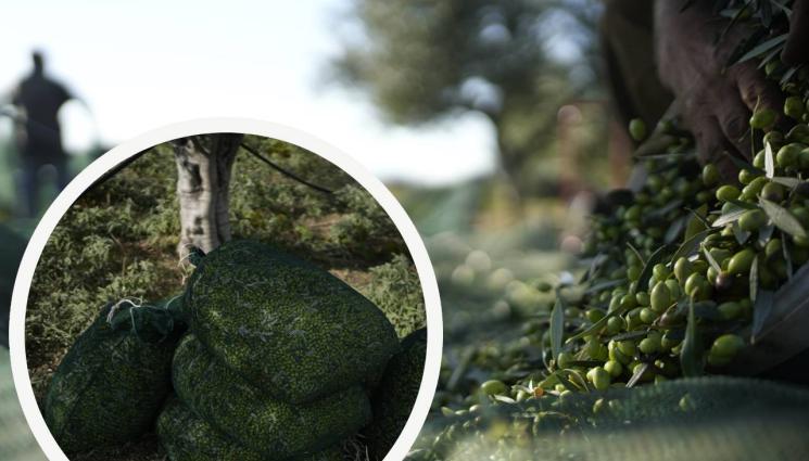 маслини гърция - СЪСЕДИТЕ ПОЩУРЯХА: Крадат като бесни маслини и зехтин в Гърция