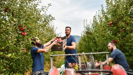 овощари берачи