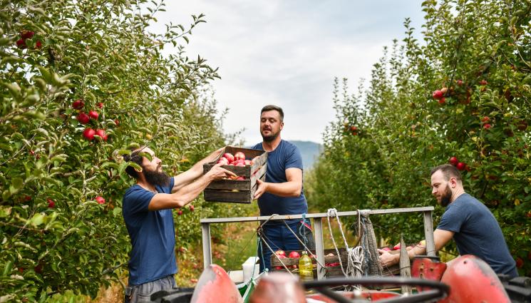 овощари берачи - Агро Телеграф: Овощари искат работници от трети страни