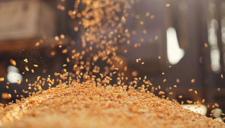 зърнени култури - Агро Телеграф: Цените на производител рязко надолу