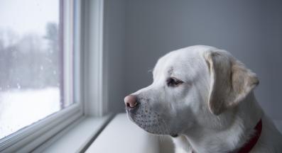 куче депресия