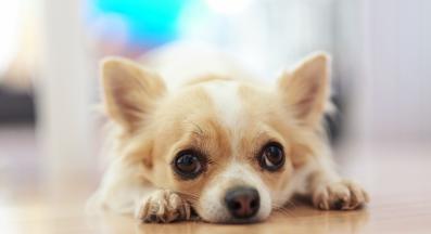 куче депресия