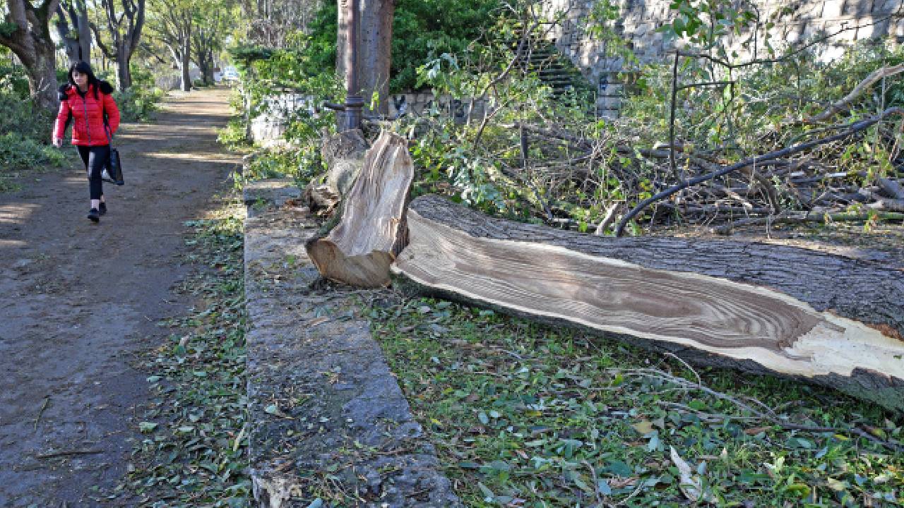 паднали дървета Бургас