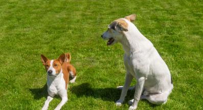 куче социализация