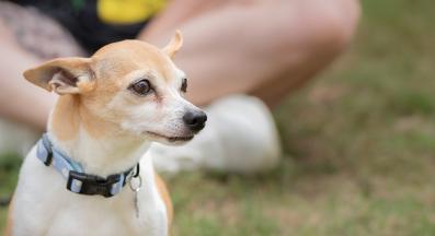 куче нервно