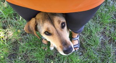 куче нервно