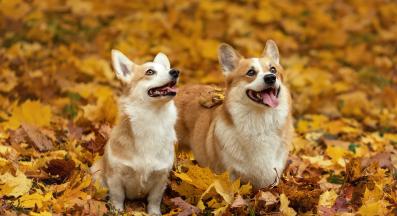 корги пембрук