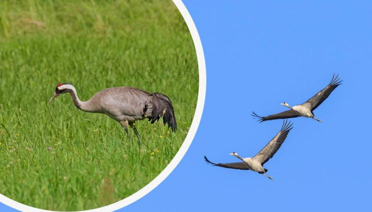 жерав - СЛЕД 66-ГОДИШНО ОТСЪСТВИЕ: Сивият жерав отново гнезди в България!