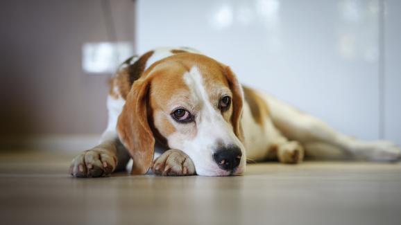 6 остарели мита за поведението на кучетата, на които да не вярвате