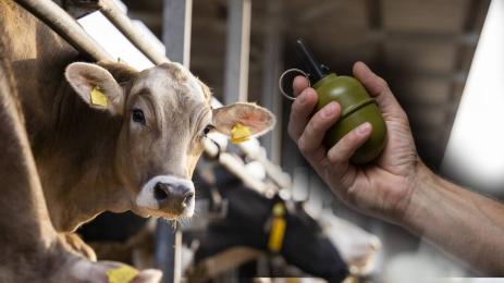 граната краварник