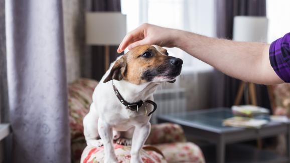 10 начина, по които кучетата показват привързаността си