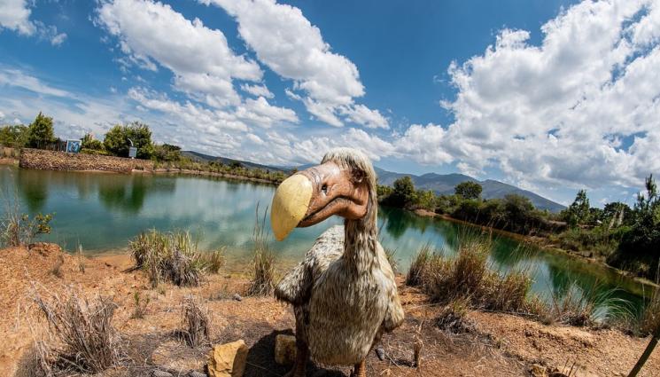 додо - ЗЛАТНО ВРЕМЕ: Възраждат птицата додо