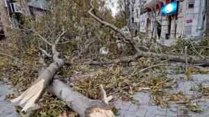 Буря в Пазарджик събори две дървета край болница в града