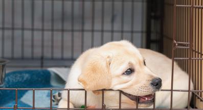 малко кученце