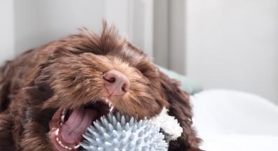 малко кученце