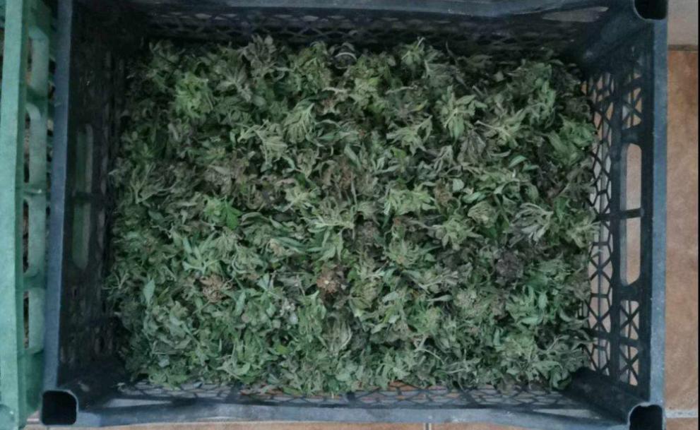Иззеха голямо количество марихуана след акции в Казанлък, съобщиха от
