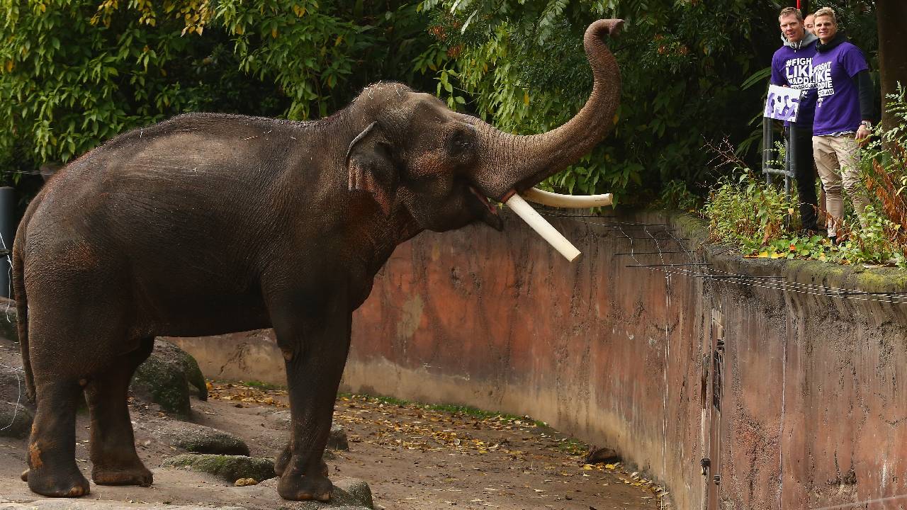 джурасик парк