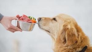 Ресторант Fiuto в Рим предлага гурме ястия за кучета съобщи