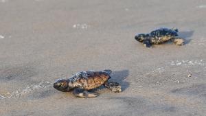 Точно както в продължение на милиони години през последните няколко