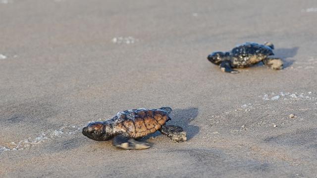Глобалното затопляне застрашава оцеляването на влечугите