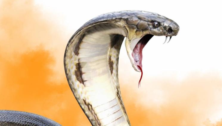 змия - СМРАЗЯВАЩО: Изрод изби семейството си, залостил ги с отровна змия (СНИМКА)