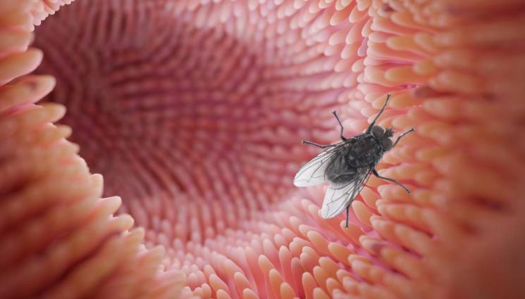 муха - НЕКАНЕН ГОСТ! Лекари откриха жива муха в червото на пациент, отгледал си я от ларва (СНИМКА)