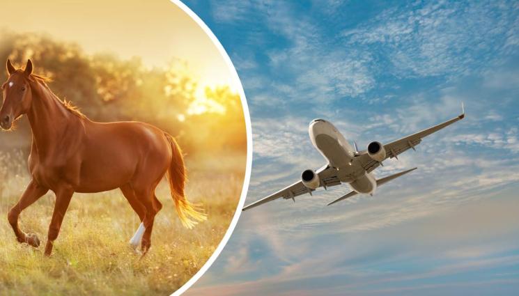 самолет - НА КОСЪМ ОТ ТРАГЕДИЯ: Кон се развилня на борда на самолет, предизвика аварийно кацане