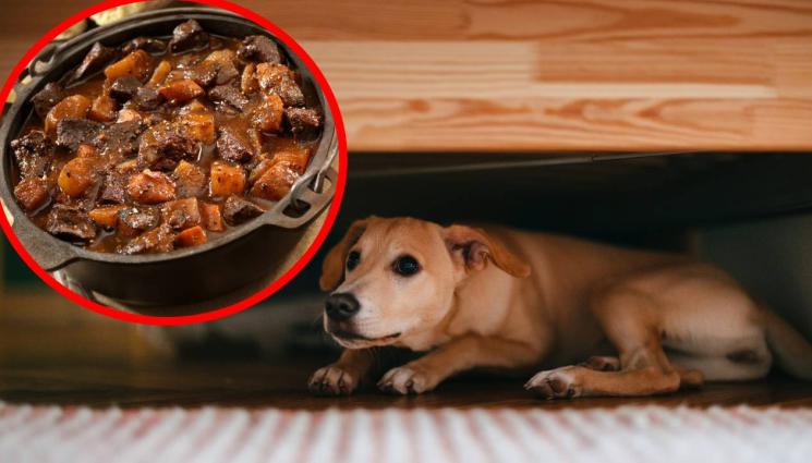 куче - НАМЕРИХА ЗА КАКВО ДА ПРОТЕСТИРАТ: В Южна Корея скочиха срещу забраната за ядене на кучешко месо