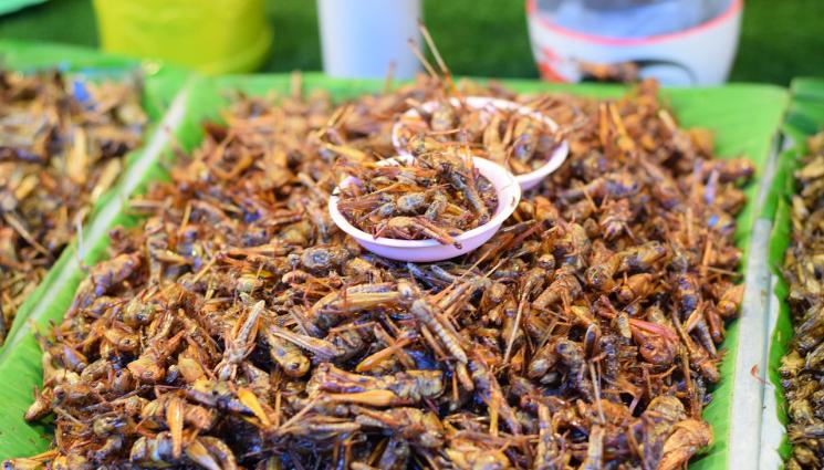 щурци - Агро Телеграф: Щурец в чинията – заплаха от алергичен шок