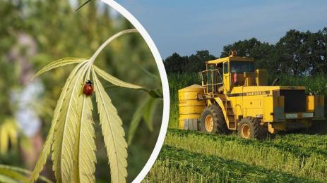 жътва коноп