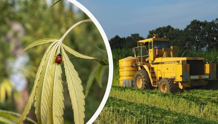 жътва коноп - Агро Телеграф: Индустриалният коноп - срещу затоплянето и обезлюдяването