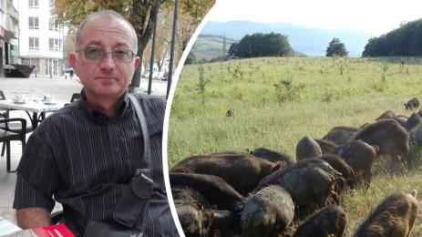 Източнобалканската свиня