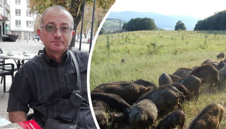 Източнобалканската свиня - Агро Телеграф: Спасяват от изчезване източнобалканската свиня