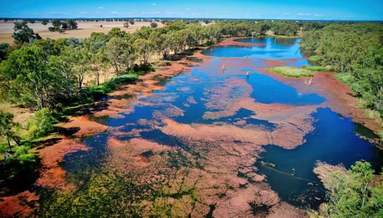 Азолта - Агро Телеграф: Азолата – източник на безплатен тор и защита от комари