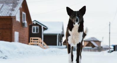 възрастно куче
