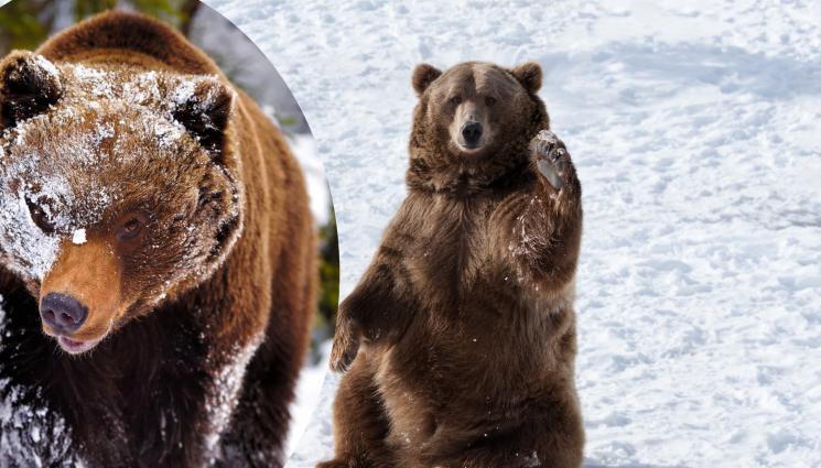 мечка - КАТАДЖИИ ПОД ПРИКРИТИЕ: Гладни мечки дебнат шофьори (ВИДЕО)