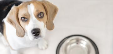 Възможните причини защо кучето ви пие повече вода от обикновено