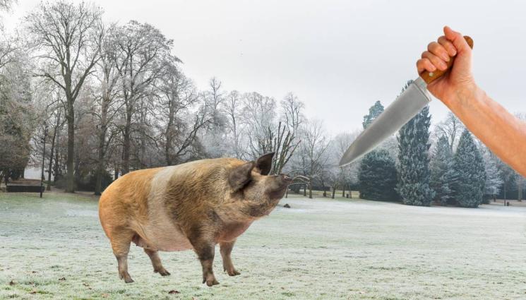 прасе - КОЛЕДА ПОДРАНИ: Прасета превзеха столичен квартал, обърнаха го на свинарник (СНИМКИ)