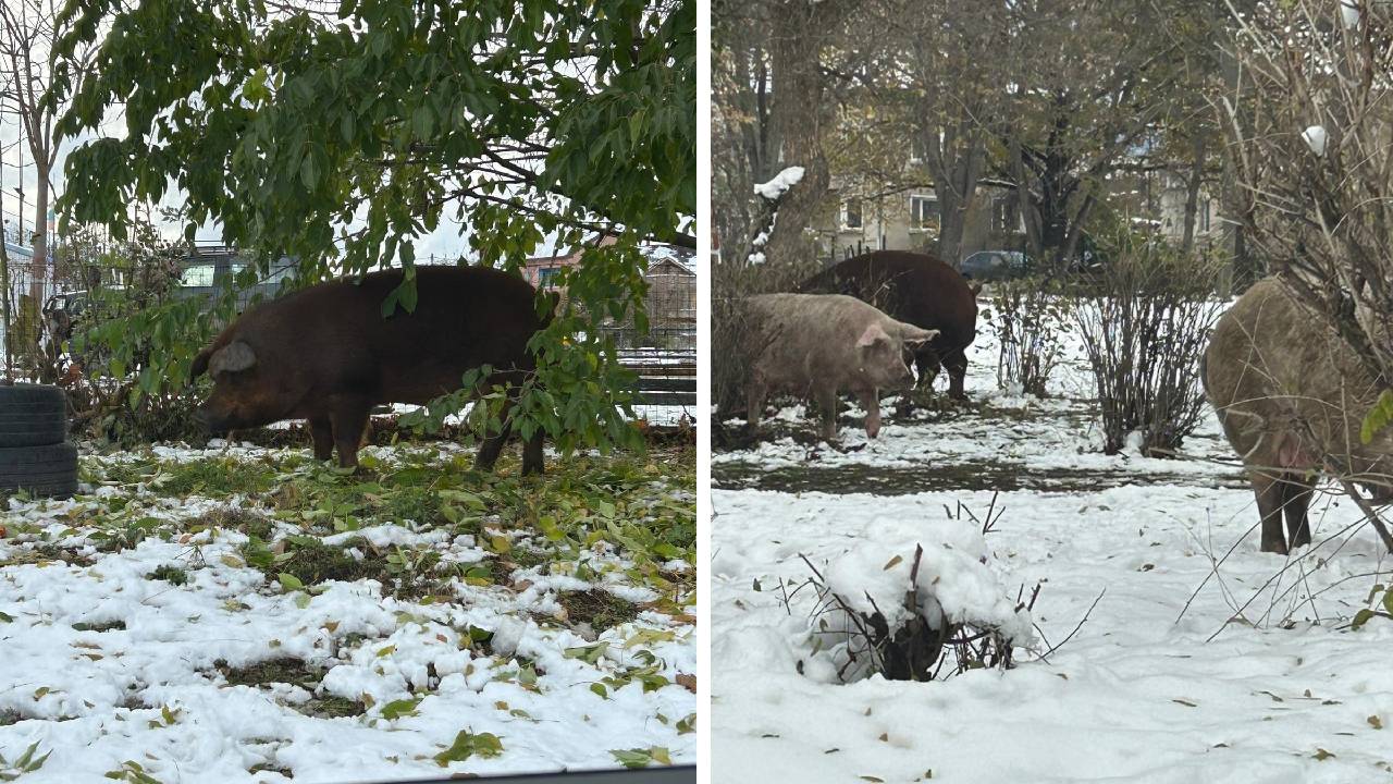 Орландовци