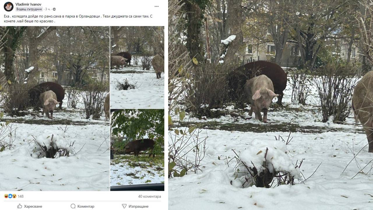 Орландовци