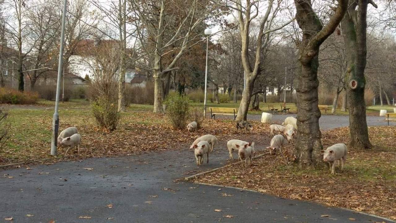 Орландовци