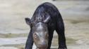 Рожбата на надежда: На остров Суматра се роди бебе от изчезващ вид носорози (СНИМКИ)
