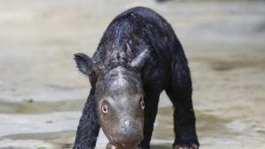 Бебе от критично застрашения вид суматрански носорог се роди националния